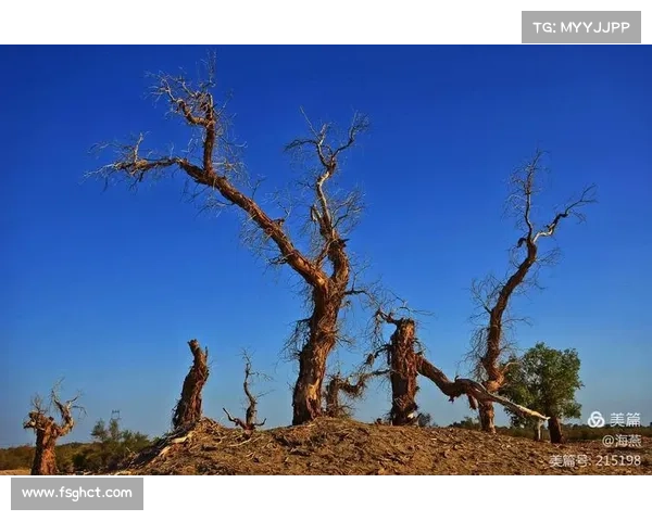 救世之树：永恒之魂，树海归途