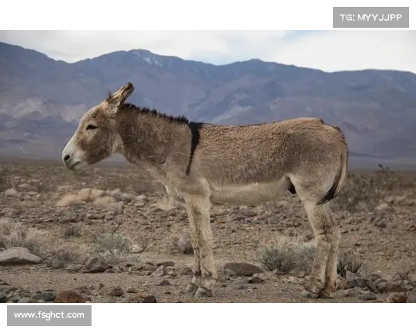 游戏死亡谷攻略;死亡谷资料：死亡谷历险记：终极攻略